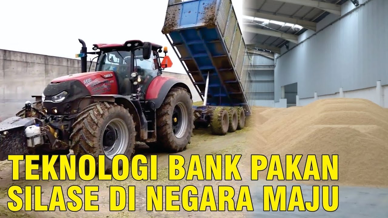 
                                 Silase-Pakan-Ternak-Sapi-Dengan-Bantuan-Teknologi